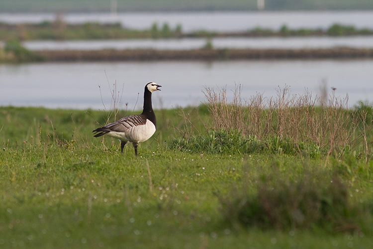 Flyway managementplan brandgans