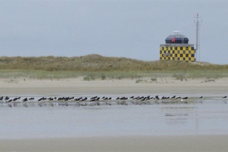 Vliegverkeer verstoort scholeksters, maar heeft meestal geen effect op hun overleving