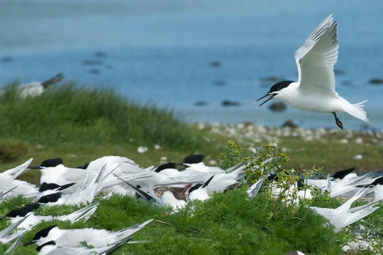 Ruimte voor vogels in de Zuidwestelijke Delta