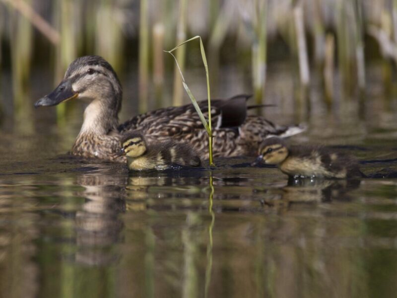 Why is the population of breeding Mallards in the Netherlands declining?
