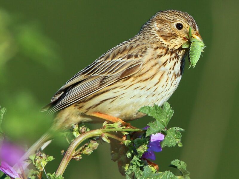 Farmland practices are driving bird populations decline across Europe