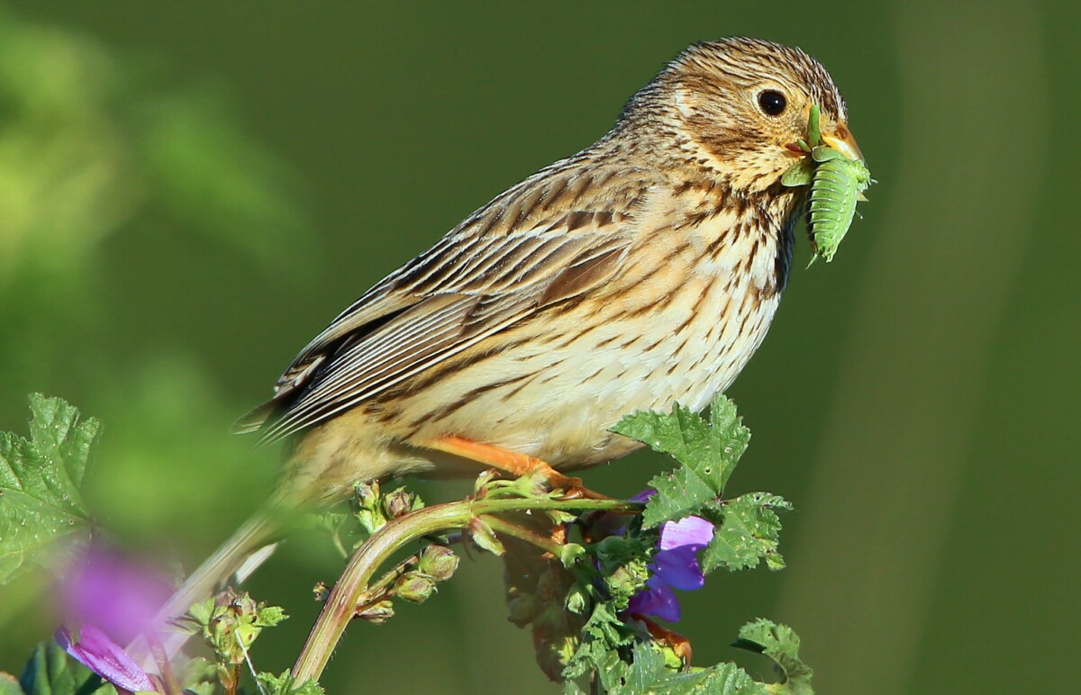 Intensieve landbouw onomstotelijk belangrijkste oorzaak achteruitgang Europese vogels