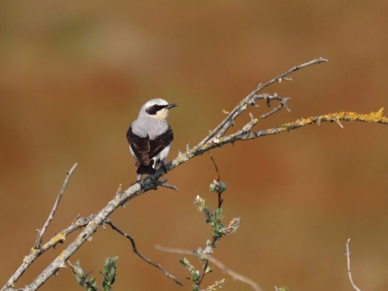 Seventeen years of research on northern wheatears in the dunes