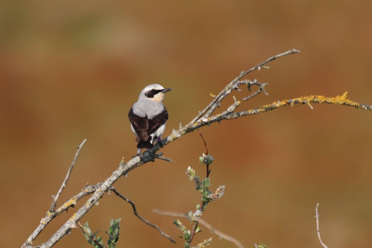 Seventeen years of research on northern wheatears in the dunes
