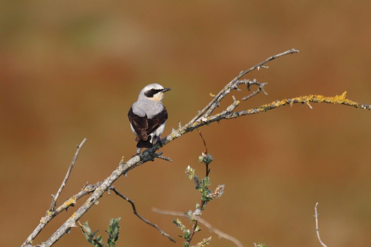 Zeventien jaar onderzoek aan Tapuiten in de duinen
